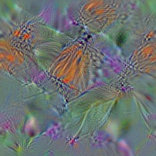 n02277742 ringlet, ringlet butterfly
